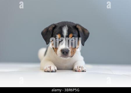 Nahaufnahme eines dreifarbigen Welpen, der drinnen auf weißer Oberfläche liegt. Stockfoto