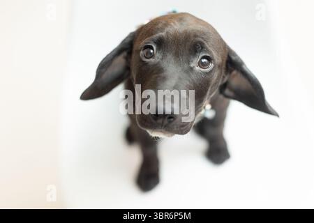 Nahaufnahme eines neugierigen schwarzen Welpen mit schlampigen Ohren auf weißem Hintergrund. Stockfoto