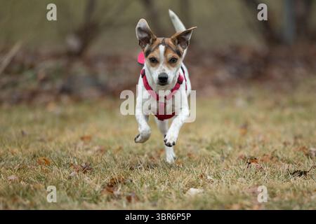 Kleiner Hund in rotem Gurtzeug, der über das Grasfeld läuft. Stockfoto
