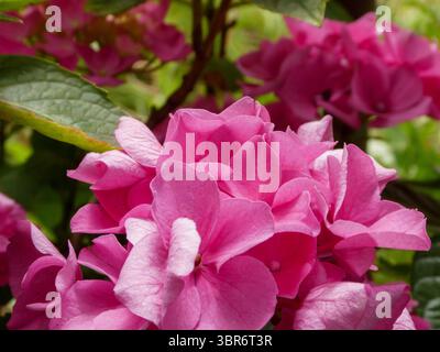Leuchtend rosa Hortensie blüht in einem Sommergarten Stockfoto
