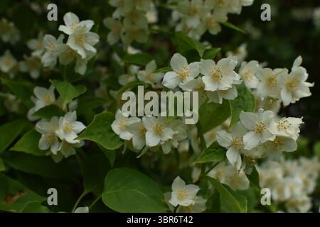 Wunderschöne weiße Jasminblüten blühen in einem üppigen Garten Stockfoto