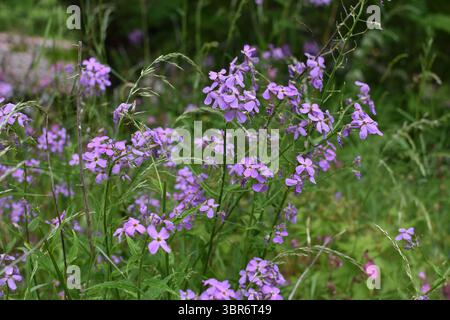 Wildblumen blühen im Frühling auf einer üppig grünen Wiese Stockfoto