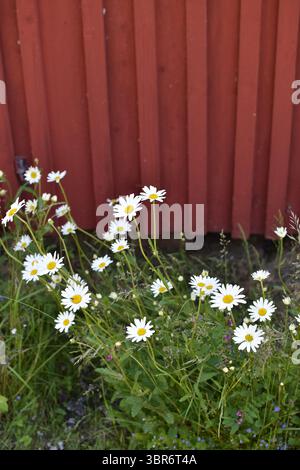 Gänseblümchen blühen in der Nähe einer rustikalen roten Holzwand in einem sonnigen Garten Stockfoto