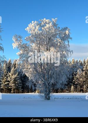 Ein majestätischer Baum, stark vereist, steht in einem unberührten Winterwunderland unter einem klaren, hellen Himmel. Stockfoto