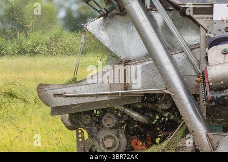 Reisernten in Betrieb während der Erntezeit Stockfoto