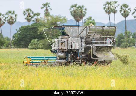 Reisernten im ländlichen Thailand-Reisfeld Stockfoto