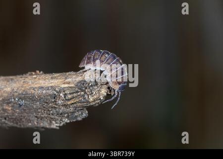 Gewöhnliche Pille Holzlaus (Armadillidium vulgare), die an einem Stock entlang in einer natürlichen Umgebung im Freien spazieren Stockfoto