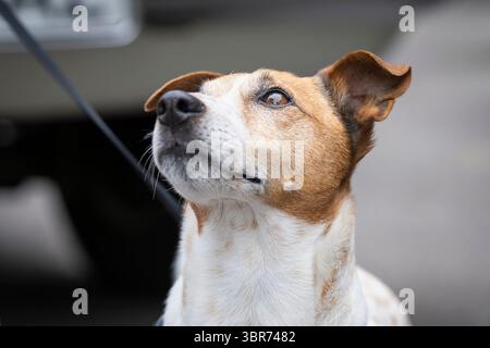 Porträt eines Jack Russell Terrier, Nahaufnahme. Frontales Porträt des Hundes Jack Russell Terrier. Stockfoto