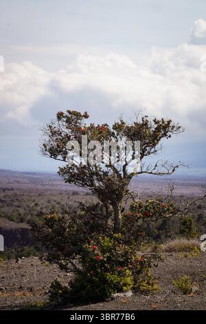 "Hi'a Lehua Baum mit der Landschaft des Vulkanparks Stockfoto