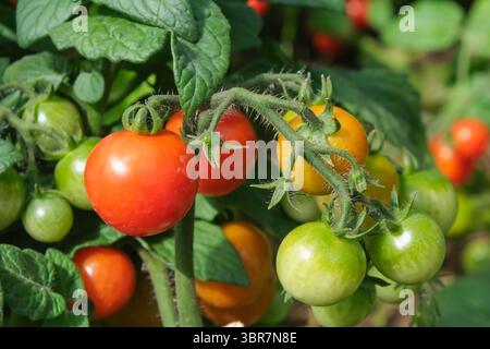Nahaufnahme von Bio-Kirschtomaten, rot, orange, grün, reift auf Zweig.gesunde Ernährung, Superfoods, nachhaltige Landwirtschaft Stockfoto