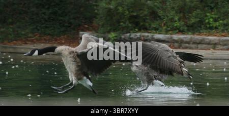 13. August 2020, Cincinnati, Ohio, USA: A Group of Black Greese Birds. Schwimmen Sie rund um den See, um den Eden Park in Cincinnati Ohio zu erkunden. Am 13. Do 2019 zum Abkühlen und Essen. (Bild: © Ernest Coleman/ZUMA Wire) Stockfoto