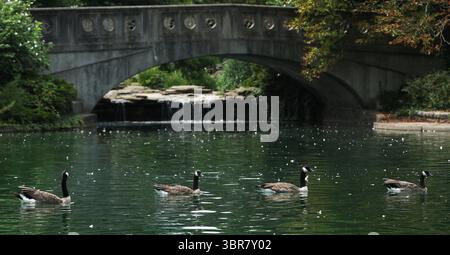 13. August 2020, Cincinnati, Ohio, USA: A Group of Black Greese Birds. Schwimmen Sie rund um den See, um den Eden Park in Cincinnati Ohio zu erkunden. Am 13. Do 2019 zum Abkühlen und Essen. (Bild: © Ernest Coleman/ZUMA Wire) Stockfoto