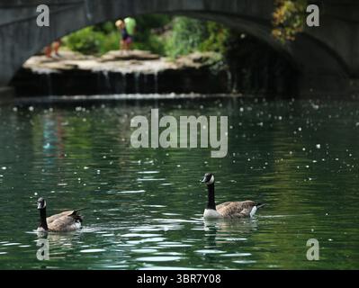 13. August 2020, Cincinnati, Ohio, USA: A Group of Black Greese Birds. Schwimmen Sie rund um den See, um den Eden Park in Cincinnati Ohio zu erkunden. Am 13. Do 2019 zum Abkühlen und Essen. (Bild: © Ernest Coleman/ZUMA Wire) Stockfoto