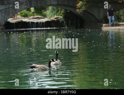 13. August 2020, Cincinnati, Ohio, USA: A Group of Black Greese Birds. Schwimmen Sie rund um den See, um den Eden Park in Cincinnati Ohio zu erkunden. Am 13. Do 2019 zum Abkühlen und Essen. (Bild: © Ernest Coleman/ZUMA Wire) Stockfoto
