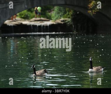 13. August 2020, Cincinnati, Ohio, USA: A Group of Black Greese Birds. Schwimmen Sie rund um den See, um den Eden Park in Cincinnati Ohio zu erkunden. Am 13. Do 2019 zum Abkühlen und Essen. (Bild: © Ernest Coleman/ZUMA Wire) Stockfoto