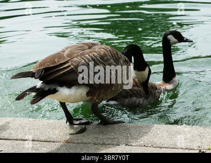 13. August 2020, Cincinnati, Ohio, USA: A Group of Black Greese Birds. Schwimmen Sie rund um den See, um den Eden Park in Cincinnati Ohio zu erkunden. Am 13. Do 2019 zum Abkühlen und Essen. (Bild: © Ernest Coleman/ZUMA Wire) Stockfoto