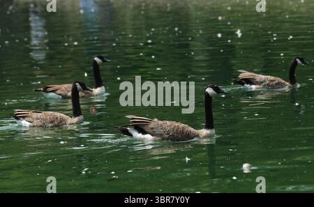 13. August 2020, Cincinnati, Ohio, USA: A Group of Black Greese Birds. Schwimmen Sie rund um den See, um den Eden Park in Cincinnati Ohio zu erkunden. Am 13. Do 2019 zum Abkühlen und Essen. (Bild: © Ernest Coleman/ZUMA Wire) Stockfoto