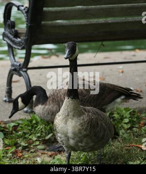 13. August 2020, Cincinnati, Ohio, USA: Twof Black Greeses Birds. Schwimmen Sie rund um den See, um den Eden Park in Cincinnati Ohio zu erkunden. Am 13. Do 2019 zum Abkühlen und Essen. (Bild: © Ernest Coleman/ZUMA Wire) Stockfoto