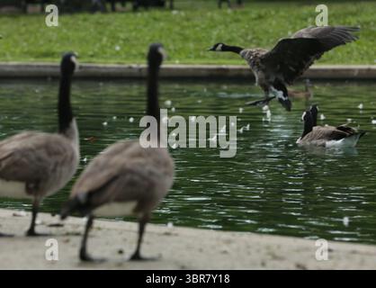 13. August 2020, Cincinnati, Ohio, USA: A Group of Black Greese Birds. Schwimmen Sie rund um den See, um den Eden Park in Cincinnati Ohio zu erkunden. Am 13. Do 2019 zum Abkühlen und Essen. (Bild: © Ernest Coleman/ZUMA Wire) Stockfoto
