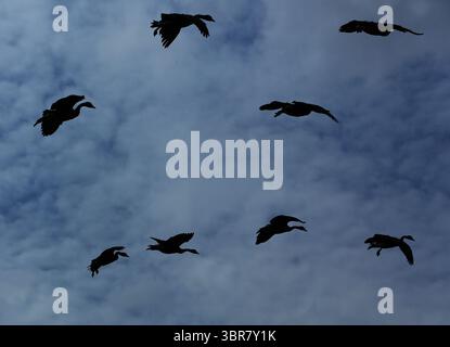 13. August 2020, Cincinnati, Ohio, USA: Black Greese Birds fliegen über die Tresse. . Bevor Sie landen, um um den See herum zu schwimmen, können Sie den Eden Park in Cincinnati Ohio erkunden. Am 13. Do 2019 zum Abkühlen und Essen. (Bild: © Ernest Coleman/ZUMA Wire) Stockfoto