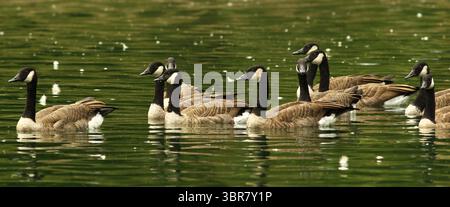 13. August 2020: Cincinnati, Ohio: A Group of Black Greese Birds. Schwimmen Sie rund um den See, um den Eden Park in Cincinnati Ohio zu erkunden. Am 13. Do 2019 zum Abkühlen und Essen. (Bild: © Ernest Coleman/ZUMA Wire) Stockfoto