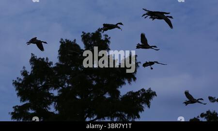 13. August 2020, Cincinnati, Ohio, USA: Black Greese Birds fliegen über die Tresse. . Bevor Sie landen, um um den See herum zu schwimmen, können Sie den Eden Park in Cincinnati Ohio erkunden. Am 13. Do 2019 zum Abkühlen und Essen. (Bild: © Ernest Coleman/ZUMA Wire) Stockfoto