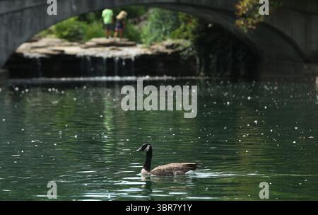 13. August 2020, Cincinnati, Ohio, USA: A Black Greese Bird. Schwimmen Sie rund um den See, um den Eden Park in Cincinnati Ohio zu erkunden. Am 13. Do 2019 zum Abkühlen und Essen. (Bild: © Ernest Coleman/ZUMA Wire) Stockfoto