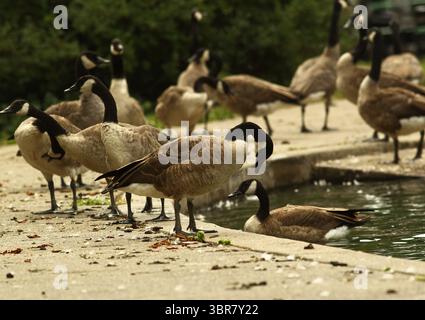 13. August 2020, Cincinnati, Ohio, USA: A Group of Black Greese Birds Walk Around. Bevor Sie um den See schwimmen, können Sie sich im Eden Park in Cincinnati Ohio entspannen. Am 13. Do 2019 zum Abkühlen und Essen. (Bild: © Ernest Coleman/ZUMA Wire) Stockfoto