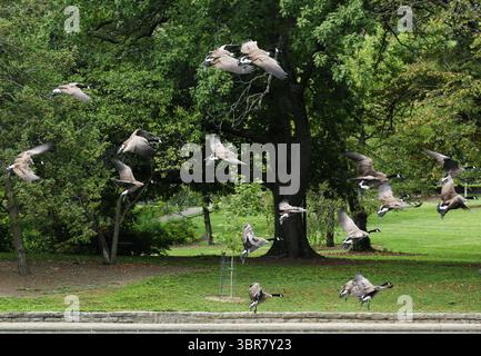 13. August 2020, Cincinnati, Ohio, USA: Eine Gruppe von Black Greese Birds Fly the Park. Schwimmen Sie rund um den See, um den Eden Park in Cincinnati Ohio zu erkunden. Am 13. Do 2019 zum Abkühlen und Essen. (Bild: © Ernest Coleman/ZUMA Wire) Stockfoto