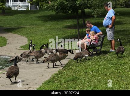 13. August 2020, Cincinnati, Ohio, USA: Einheimische füttern die Black Geeses am Seitenweg im Eden Park. Bevor die Vögel zurück ins Wasser gehen, um um den See herum zu schwimmen, um den Eden Park in Cincinnati Ohio zu erkunden. Am 13. Do 2019 zum Abkühlen und Essen. (Bild: © Ernest Coleman/ZUMA Wire) Stockfoto