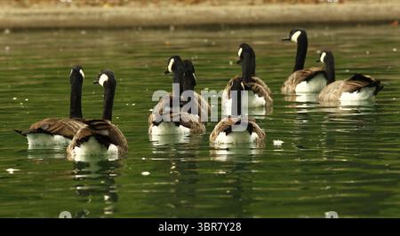 13. August 2020, Cincinnati, Ohio, USA: A Group of Black Greese Birds. Schwimmen Sie rund um den See, um den Eden Park in Cincinnati Ohio zu erkunden. Am 13. Do 2019 zum Abkühlen und Essen. (Bild: © Ernest Coleman/ZUMA Wire) Stockfoto
