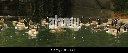 13. August 2020, Cincinnati, Ohio, USA: A Group of Black Greese Birds. Schwimmen Sie rund um den See, um den Eden Park in Cincinnati Ohio zu erkunden. Am 13. Do 2019 zum Abkühlen und Essen. (Bild: © Ernest Coleman/ZUMA Wire) Stockfoto