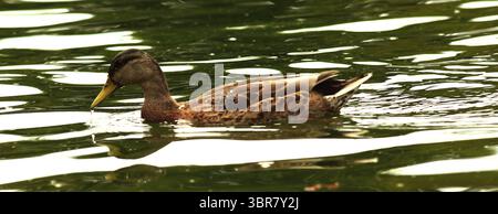 13. August 2020, Cincinnati, Ohio, USA: Ein Vogel kühlt sich ab, während er im Wasser schwimmt, um kühl zu bleiben. Während andere Vögel spazieren gehen und schwimmen um den See herum, um den Eden Park in Cincinnati Ohio zu erkunden. Am 13. Do 2019 zum Abkühlen und Essen. (Bild: © Ernest Coleman/ZUMA Wire) Stockfoto