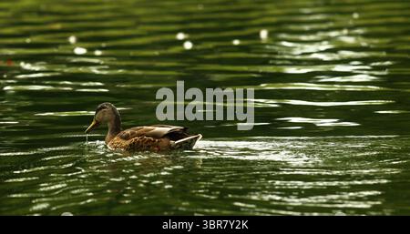 13. August 2020, Cincinnati, Ohio, USA: A Birded Swim Around. Schwimmen Sie um den See herum, um den Eden Park in Cincinnati Ohio zu erkunden. Am 13. Do 2019 zum Abkühlen und Essen. (Bild: © Ernest Coleman/ZUMA Wire) Stockfoto