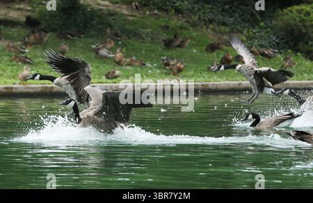 13. August 2020, Cincinnati, Ohio, USA: A Group of Black Greese Birds. Schwimmen Sie rund um den See, um den Eden Park in Cincinnati Ohio zu erkunden. Am 13. Do 2019 zum Abkühlen und Essen. (Bild: © Ernest Coleman/ZUMA Wire) Stockfoto