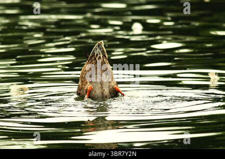 13. August 2020, Cincinnati, Ohio, USA: A Birds Pets is Head Underwater. Schwimmen Sie um den See herum, um den Eden Park in Cincinnati Ohio zu erkunden. Am 13. Do 2019 zum Abkühlen und Essen. (Bild: © Ernest Coleman/ZUMA Wire) Stockfoto