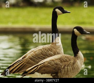 13. August 2020, Cincinnati, Ohio, USA: A Group of Black Greese Birds Walk Around. Bevor Sie im Wasser spielen, schwimmen Sie um den See herum, um den Eden Park in Cincinnati Ohio zu erkunden. Am 13. Do 2019 zum Abkühlen und Essen. (Bild: © Ernest Coleman/ZUMA Wire) Stockfoto