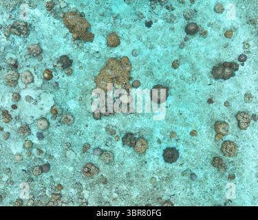 Aus der Vogelperspektive pulsierende Korallenriffe, die unter dem türkisfarbenen Wasser wimmeln, entfaltet sich ein faszinierender Tanz aus Farben und Leben von oben, Maalhos, Baa Atoll, Malediven. Stockfoto