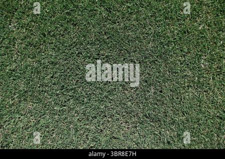 Die Grasstruktur auf einem Sportplatz Stockfoto