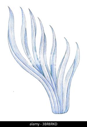 Handgezeichnetes blaues Gras in farbigem Bleistift, isoliert auf weißem Hintergrund, Vintage-botanischer Stil, Cottagecore-Element. Stockfoto