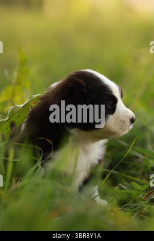 Ein kleiner schwarzer und weißer Hund sitzt im Gras Stockfoto