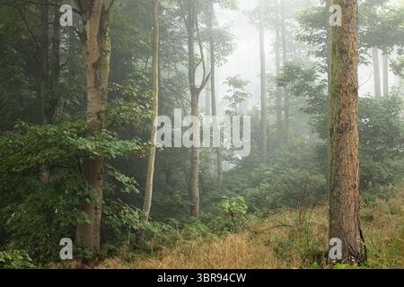 Ein nebeliger Wald in einem Wald in Fife, Schottland, Großbritannien an einem stimmungsvollen, nebeligen und stimmungsvollen Morgen. Stockfoto