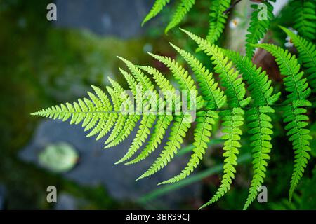 Nahaufnahme von Green Farn Leaf (Frond) mit detaillierter Textur Stockfoto