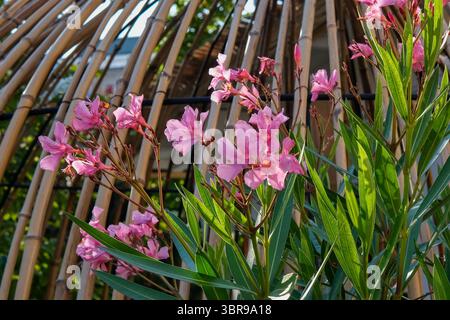 Leuchtend rosa Nerium Oleander Blüten auf natürlichem Bambusschirm. Zierpflanze für private Terrasse, Hinterhof Stockfoto
