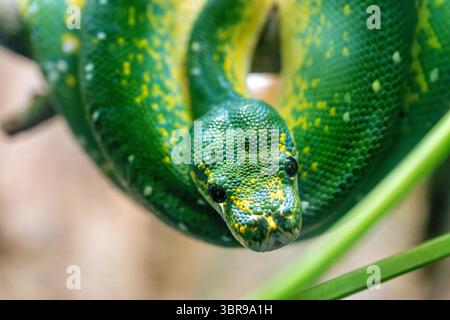 WASHINGTON DC – Eine grüne Baumpython (Morelia viridis) wird im Reptile House im National Zoo ausgestellt. Diese Art besitzt spezielle Wärmesensoren, die auf ihren Lippen angebracht sind, um Infrarotstrahlung von warmblütigen Beute zu erfassen, insbesondere während der nächtlichen Jagd. Die Sensoren ermöglichen es dem Python, Hitzesignaturen wahrzunehmen, die für das menschliche Sehen unsichtbar sind, was einen erheblichen Vorteil bei der Verfolgung von Beute bei schlechten Lichtverhältnissen bietet. Grüne Baumpythonen sind in den Regenwäldern von Neuguinea und Nordosten Australiens beheimatet, wo sie die meiste Zeit auf Ästen gewickelt verbringen Stockfoto