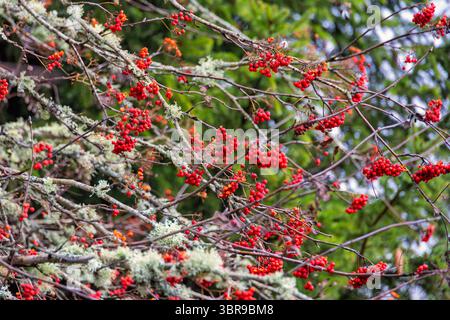 Baumzweige mit roten vogelbeeren im Herbst Stockfoto