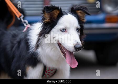 Porträt eines Border Collie Hundes mit blauen Augen. Portrait Border Collie Hund auf Urlaub auf der Straße. Haustierfreundliches Reisekonzept. Stockfoto