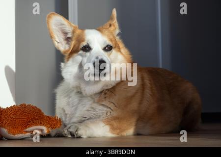 Der Corgi-Hund liegt auf einem Holzboden, sonnt sich in natürlichem Licht, mit einem weichen Spielzeug daneben, das sein verspieltes Verhalten und seine gemütliche Umgebung unterstreicht Stockfoto