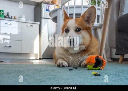 Ein Corgi-Hund liegt auf einem weichen Teppich in einer gut beleuchteten Küche, in der Nähe befindet sich ein beschädigtes Spielzeug und schafft ein warmes und einladendes Ambiente in einer gemütlichen Umgebung Stockfoto