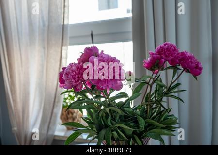 Helle rosa Pfingstrosen werden elegant in einer Vase an einem Fenster präsentiert, umgeben von weichen Vorhängen, die das ruhige Ambiente des Innenraums unterstreichen Stockfoto